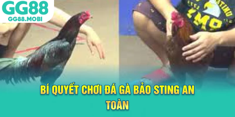 Bí quyết chơi đá gà bảo sting an toàn